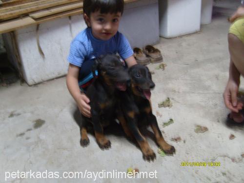 köpükbuble Dişi Doberman Pinscher