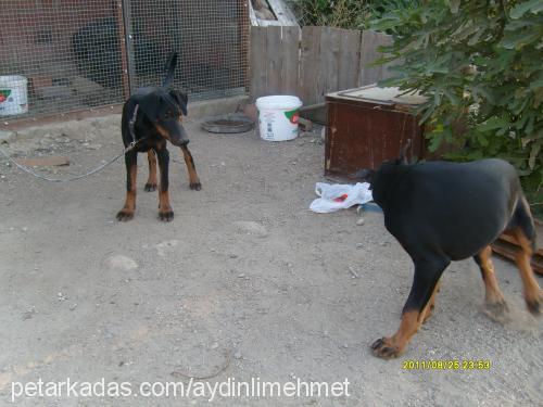 köpükbuble Dişi Doberman Pinscher