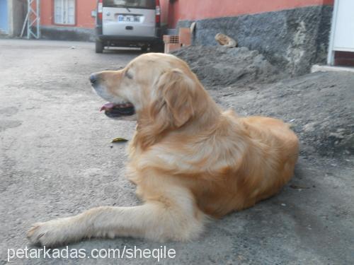 tarçın Erkek Golden Retriever