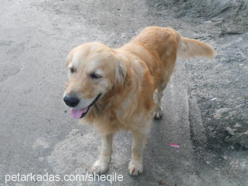 tarçın Erkek Golden Retriever