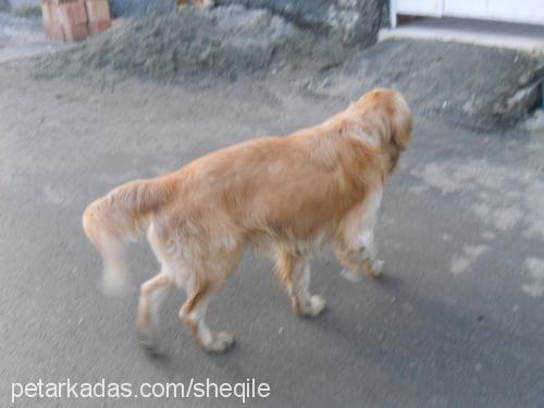 tarçın Erkek Golden Retriever