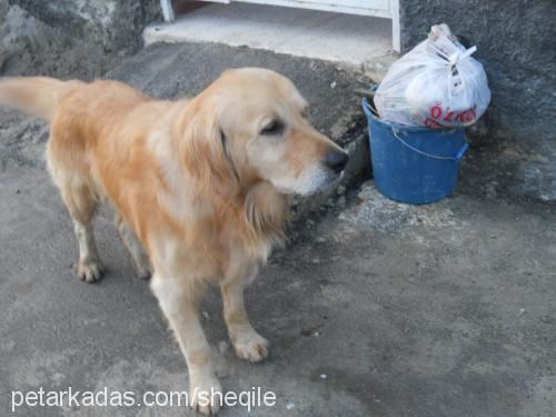 tarçın Erkek Golden Retriever