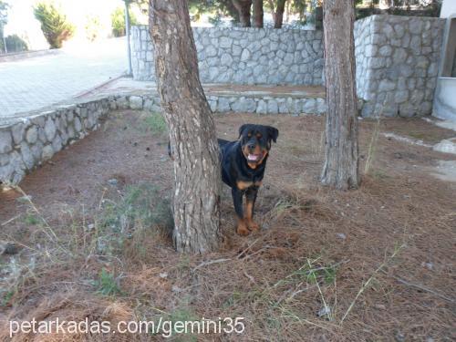 efe Erkek Rottweiler