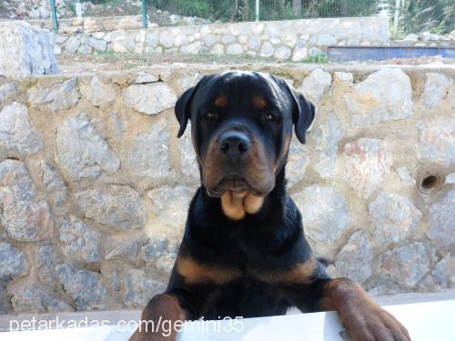 efe Erkek Rottweiler