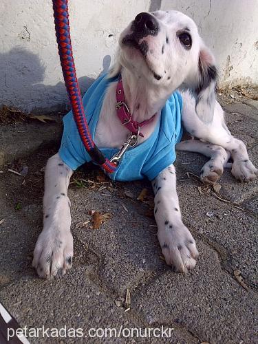 betty Dişi İngiliz Setter