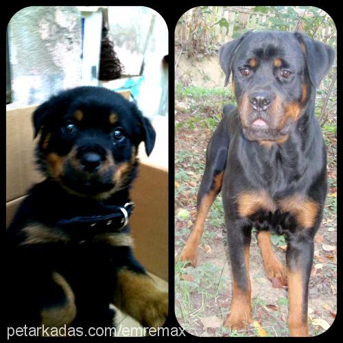 max Erkek Rottweiler