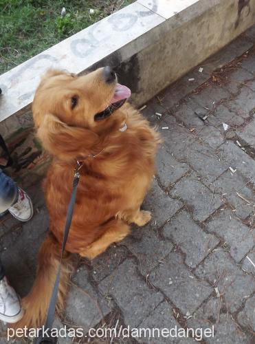 tarçın Erkek Golden Retriever