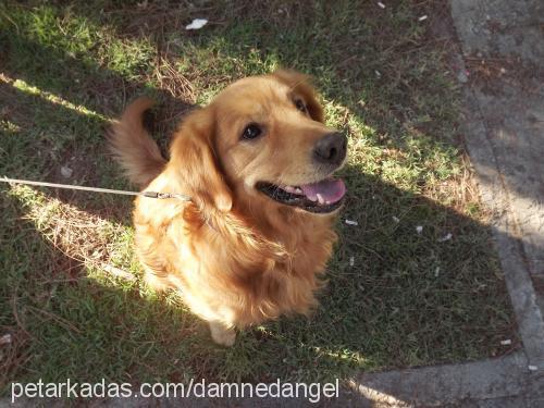 tarçın Erkek Golden Retriever