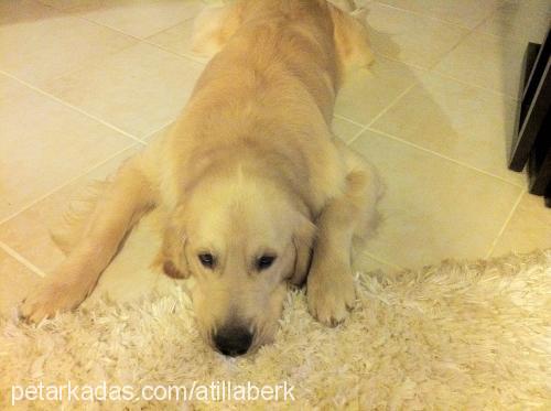 ares Erkek Golden Retriever