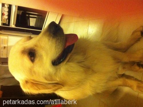 ares Erkek Golden Retriever