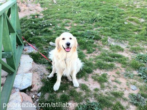 ares Erkek Golden Retriever