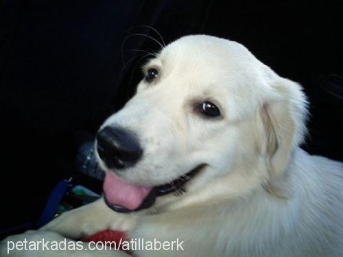 ares Erkek Golden Retriever