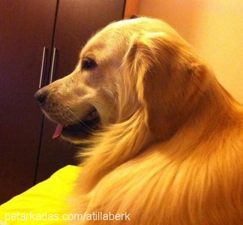 ares Erkek Golden Retriever