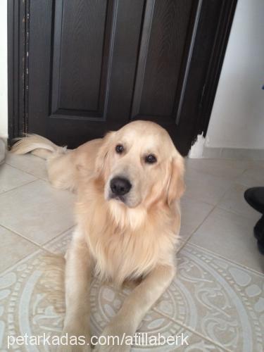 ares Erkek Golden Retriever