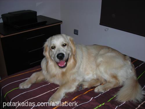 ares Erkek Golden Retriever