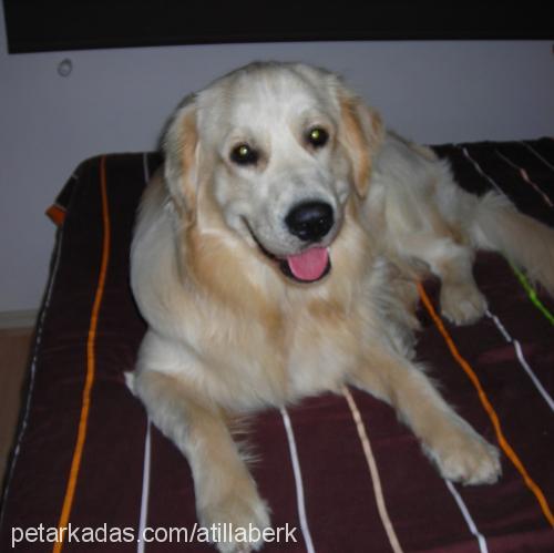 ares Erkek Golden Retriever