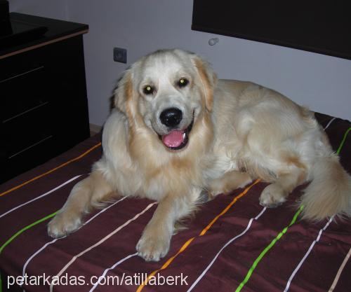 ares Erkek Golden Retriever