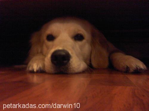 darwin Erkek Golden Retriever