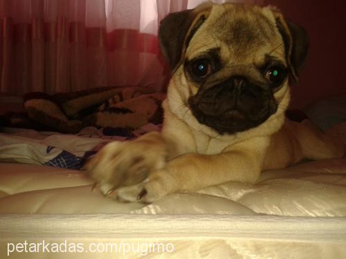 pugi Dişi Pug