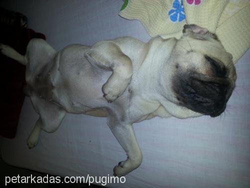 pugi Dişi Pug