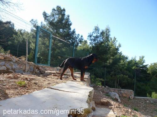 efe Erkek Rottweiler