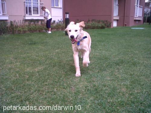 darwin Erkek Golden Retriever