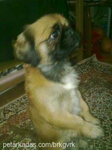 yaman Erkek Pekingese