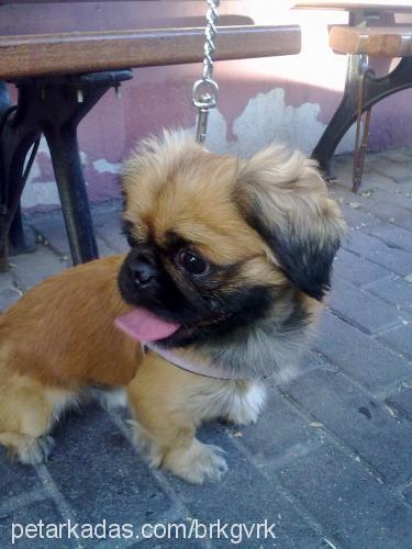 yaman Erkek Pekingese