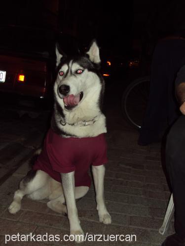 wodka Dişi Sibirya Kurdu (Husky)