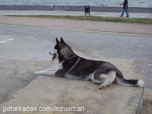 wodka Dişi Sibirya Kurdu (Husky)