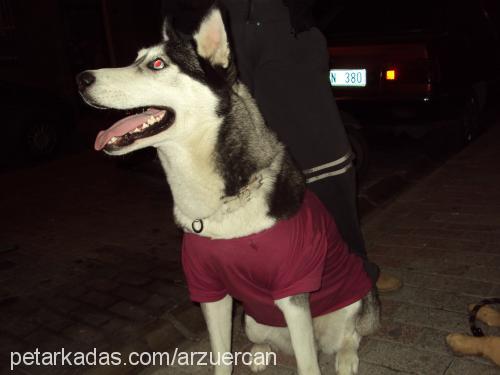 wodka Dişi Sibirya Kurdu (Husky)