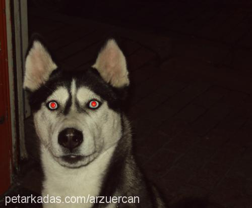 wodka Dişi Sibirya Kurdu (Husky)