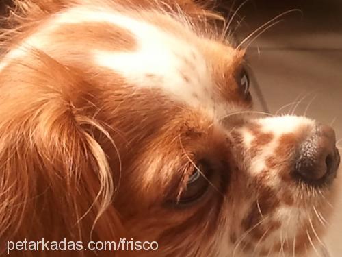 tarcin Dişi Cavalier King Charles Spanieli