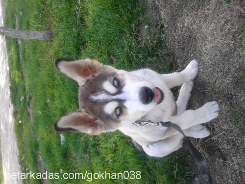 paşa Erkek Sibirya Kurdu (Husky)