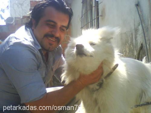 rozenberg Erkek Samoyed