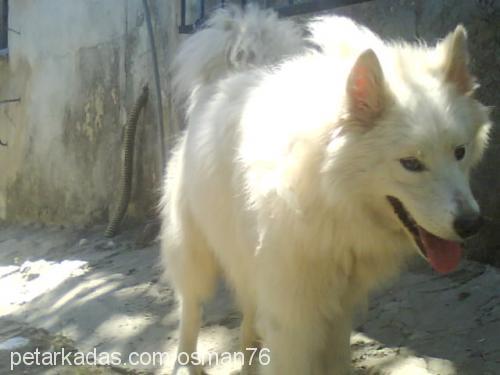 rozenberg Erkek Samoyed