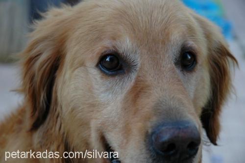 buddy Erkek Golden Retriever