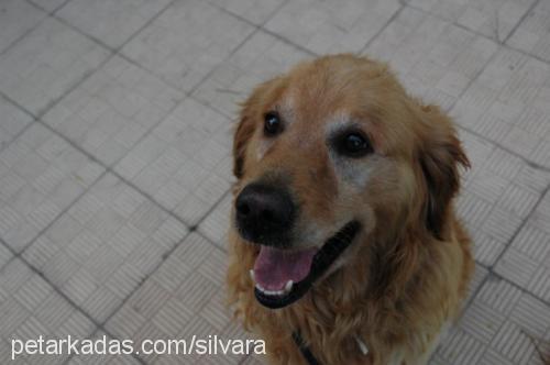 buddy Erkek Golden Retriever