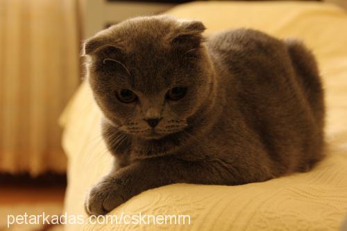 maya Dişi Scottish Fold