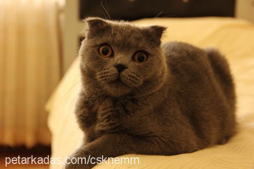 maya Dişi Scottish Fold