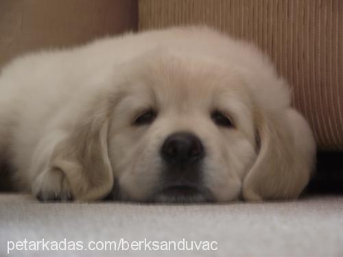 Çakıl Dişi Labrador Retriever