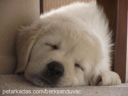 Çakıl Dişi Labrador Retriever