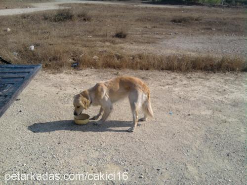 pafi Dişi Golden Retriever