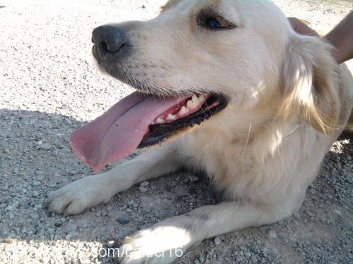 pafi Dişi Golden Retriever