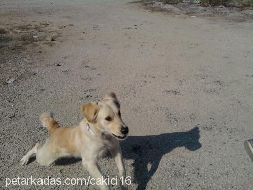 pafi Dişi Golden Retriever