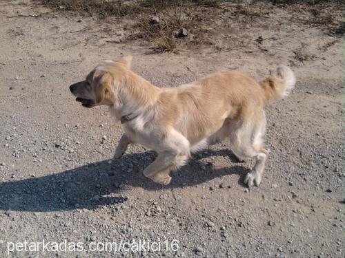 pafi Dişi Golden Retriever