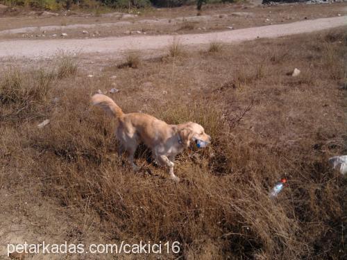 pafi Dişi Golden Retriever