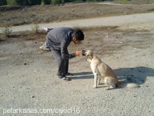 pafi Dişi Golden Retriever