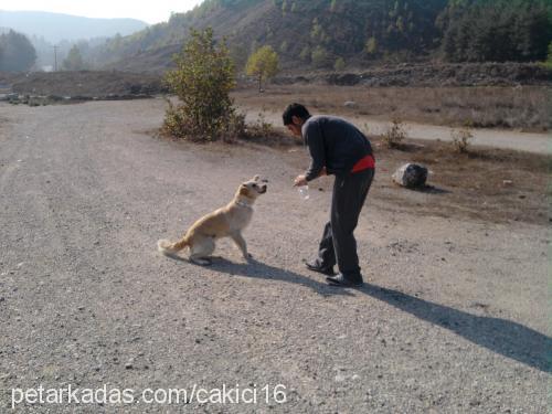 pafi Dişi Golden Retriever