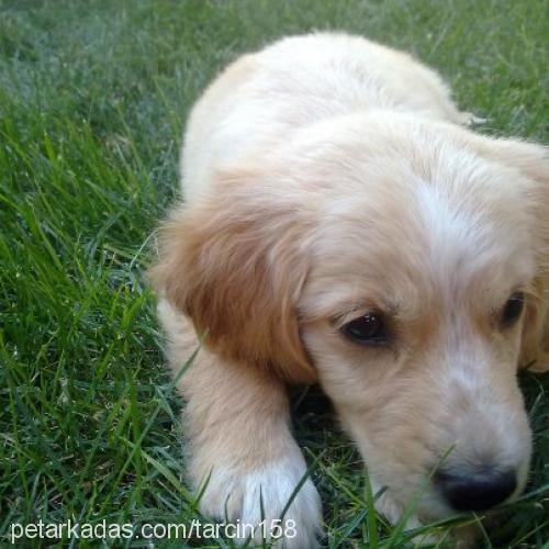 tarÇın Erkek Golden Retriever